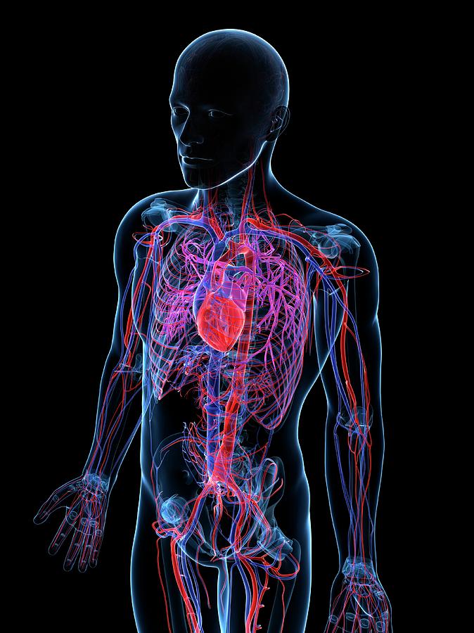 Male Cardiovascular System Photograph By Sciepro Science Photo Library