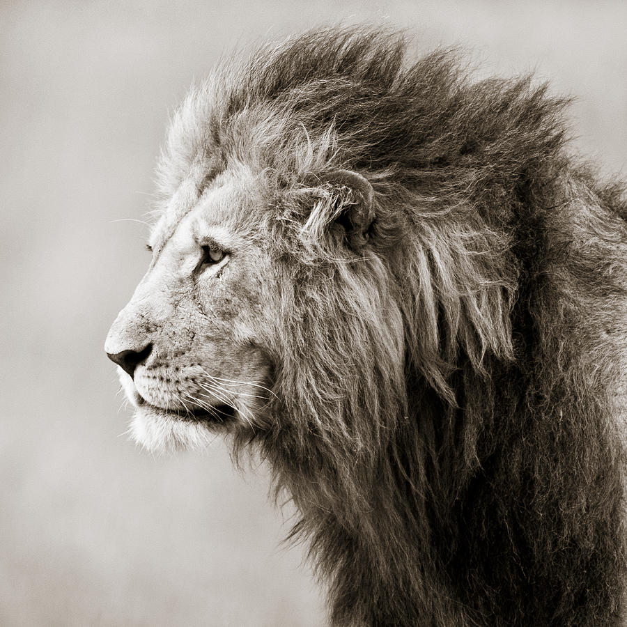  - male-lion-masai-mara-kenya-regina-mueller