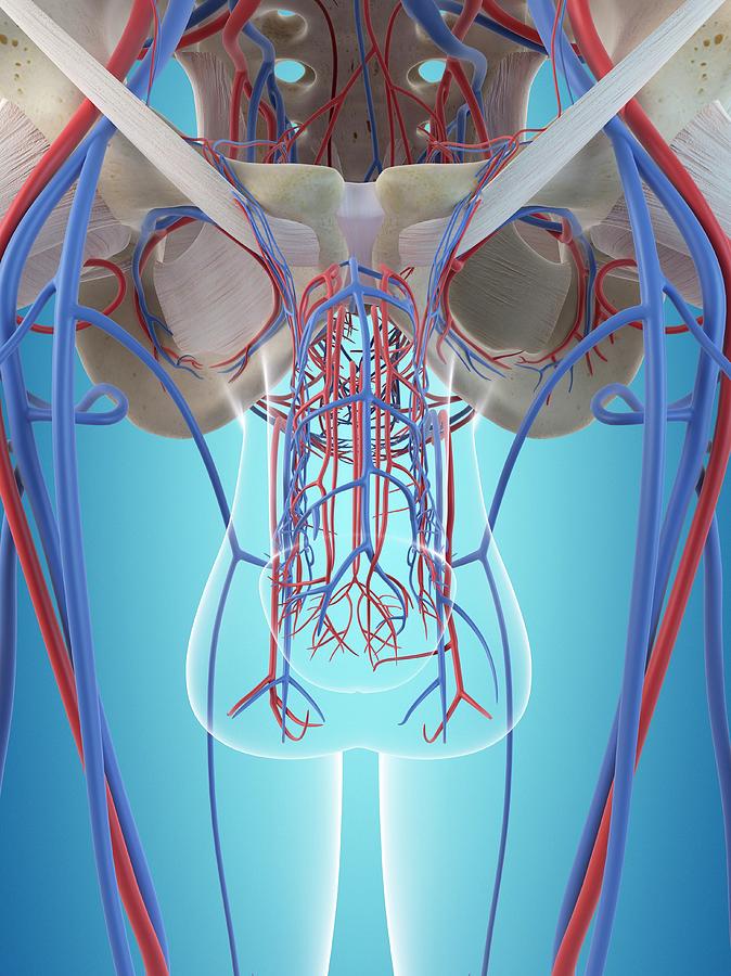 Male Vascular System Photograph By Sciepro