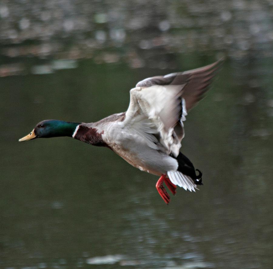 Mallard Duck In Flight Photograph By Edward Kocienski