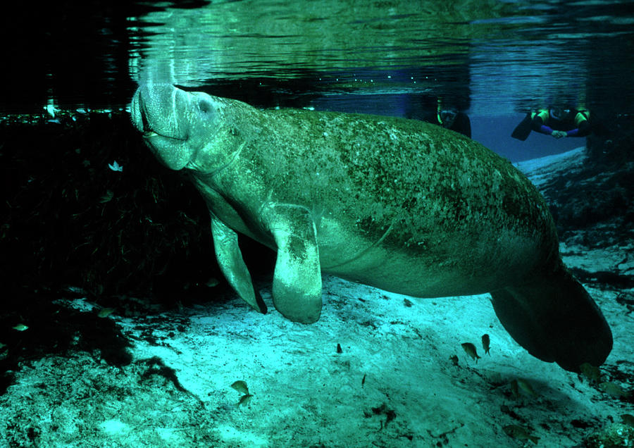 Manatee At Surface By Rudiger Lehnen Science Photo Library