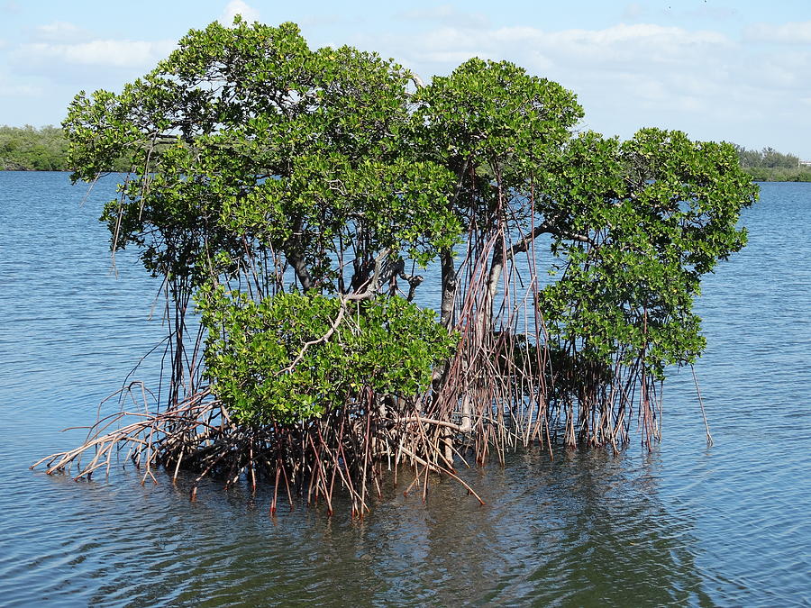  - mangrove-frederic-bonneau