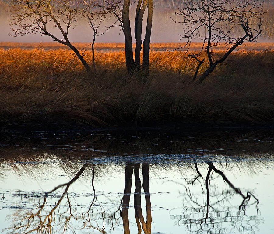  - marsh-tree-reflections-jeff-galbraith