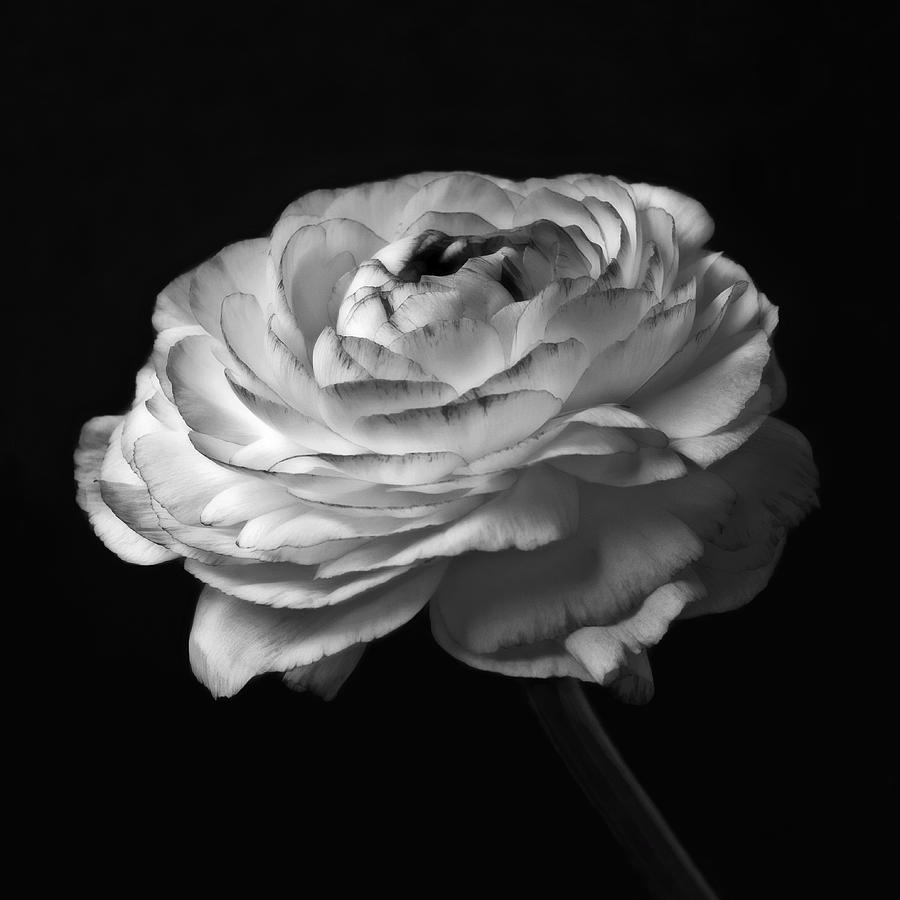 Black And White Rose Artwork