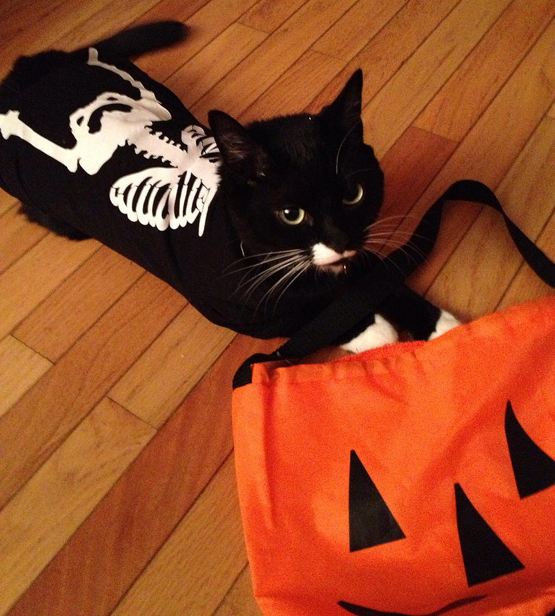 [Image: meow-cat-in-skeleton-costume-juhli-jansen.jpg]