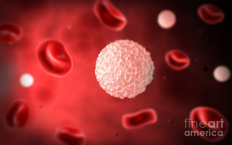 white blood cell microscopic view