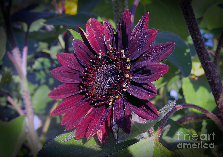 Midnight Sunflower Small Photograph By Tina M Wenger