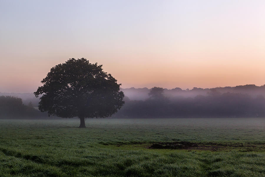 Misty Field Photograph By Stuart Gennery