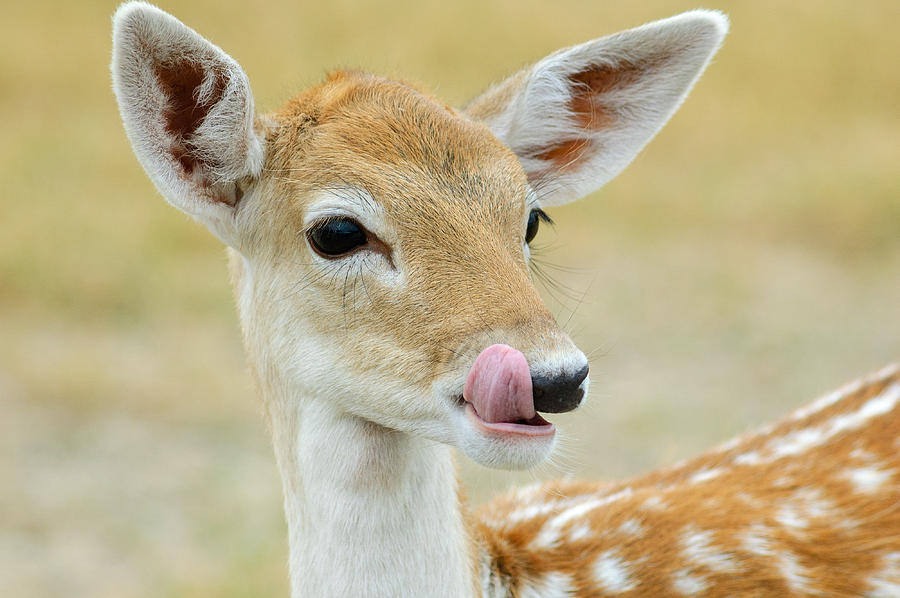 Mineral lick for deer