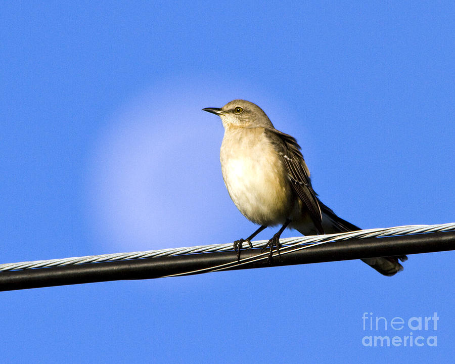 Bird Moon