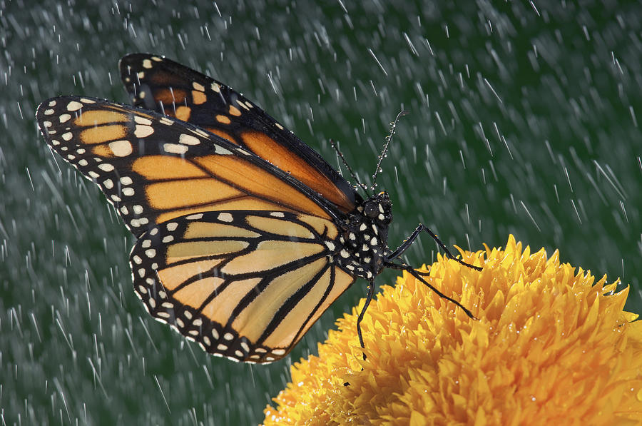  - monarch-butterfly-danaus-plexippus-in-thomas-kitchin--victoria-hurst