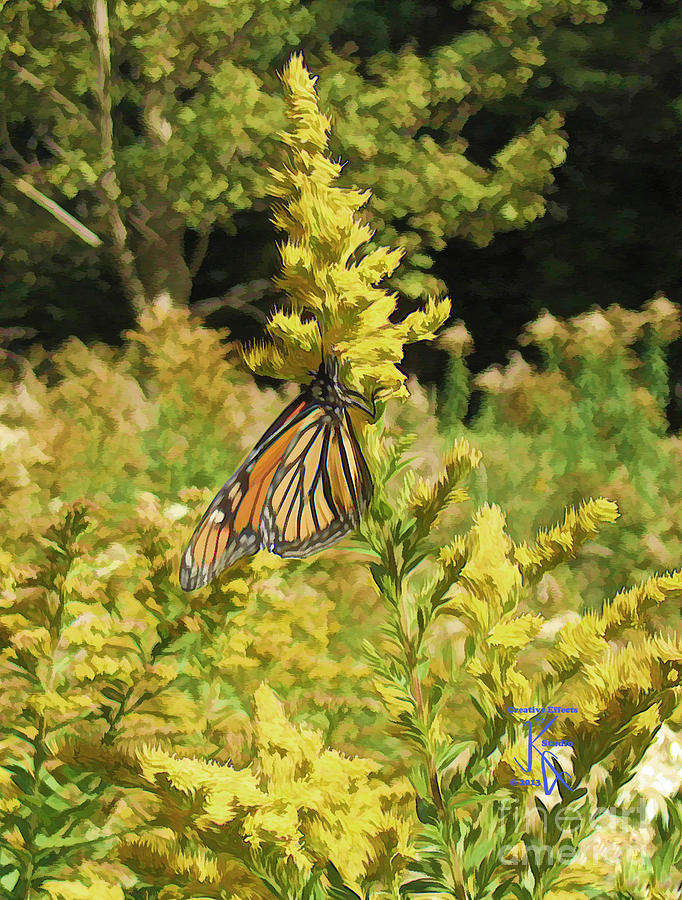  - monarch-butterfly-in-the-fall-john-giarratano
