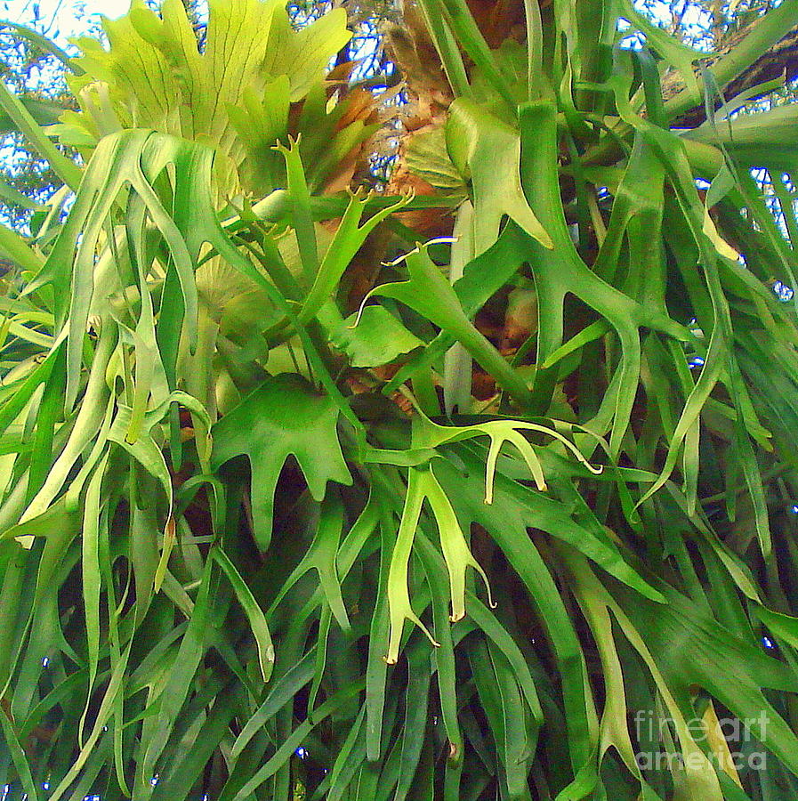 Moose Antler Plant by Rachel Munoz Striggow