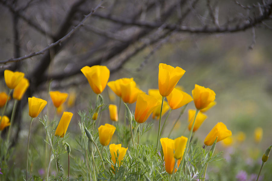  - morning-poppies-cathy-franklin