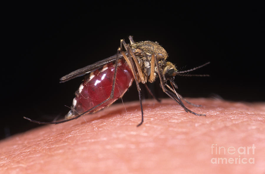 Mosquito feeding on cock