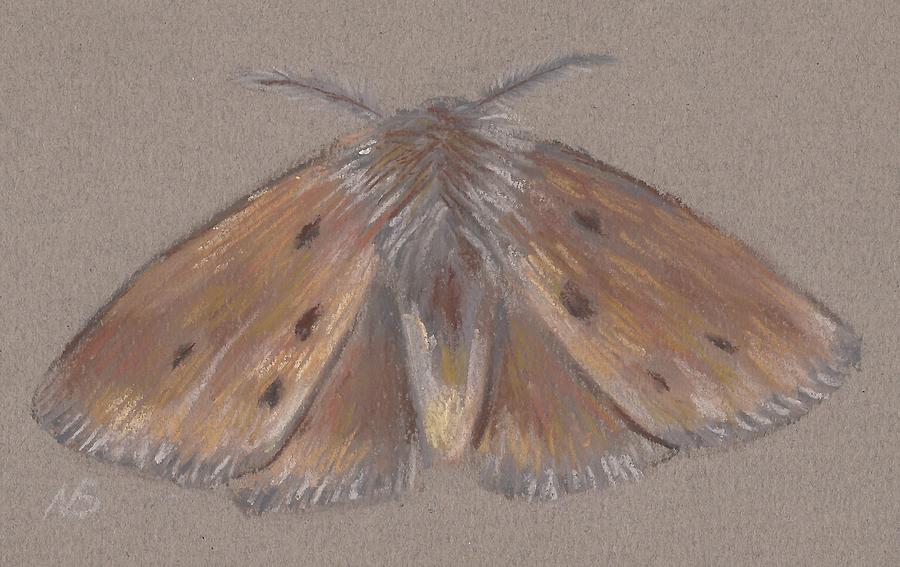 Moth Pastel by Nina Shilling