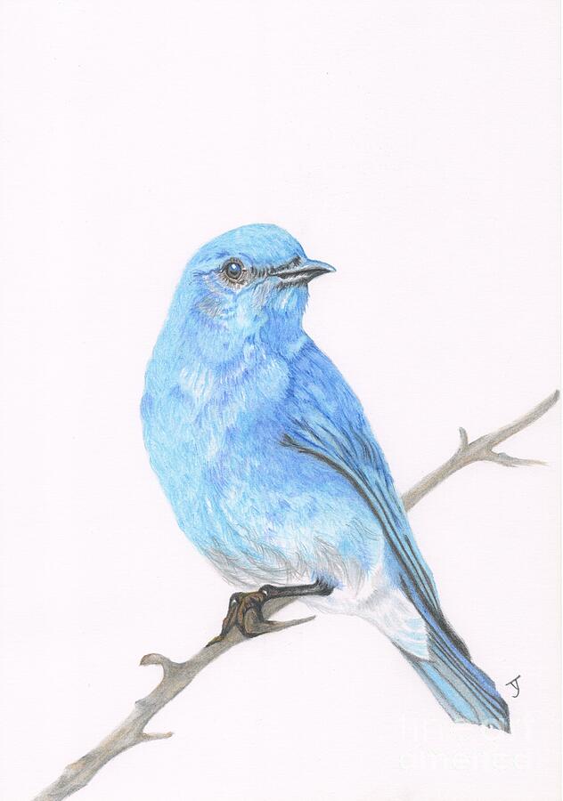 Mountain Bluebird Drawing by Yvonne Johnstone