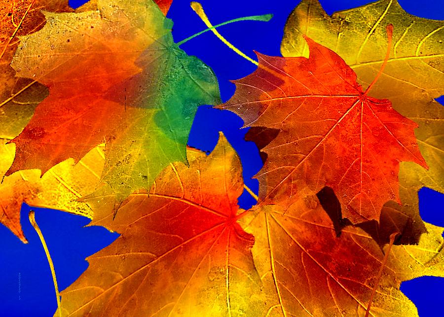 Multi Color Fall Leaf Art Photograph By Mario Perez