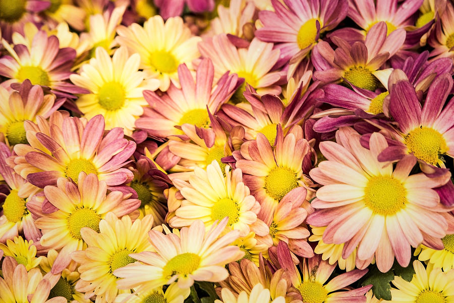 Multicolored Daisies by Photo Studios