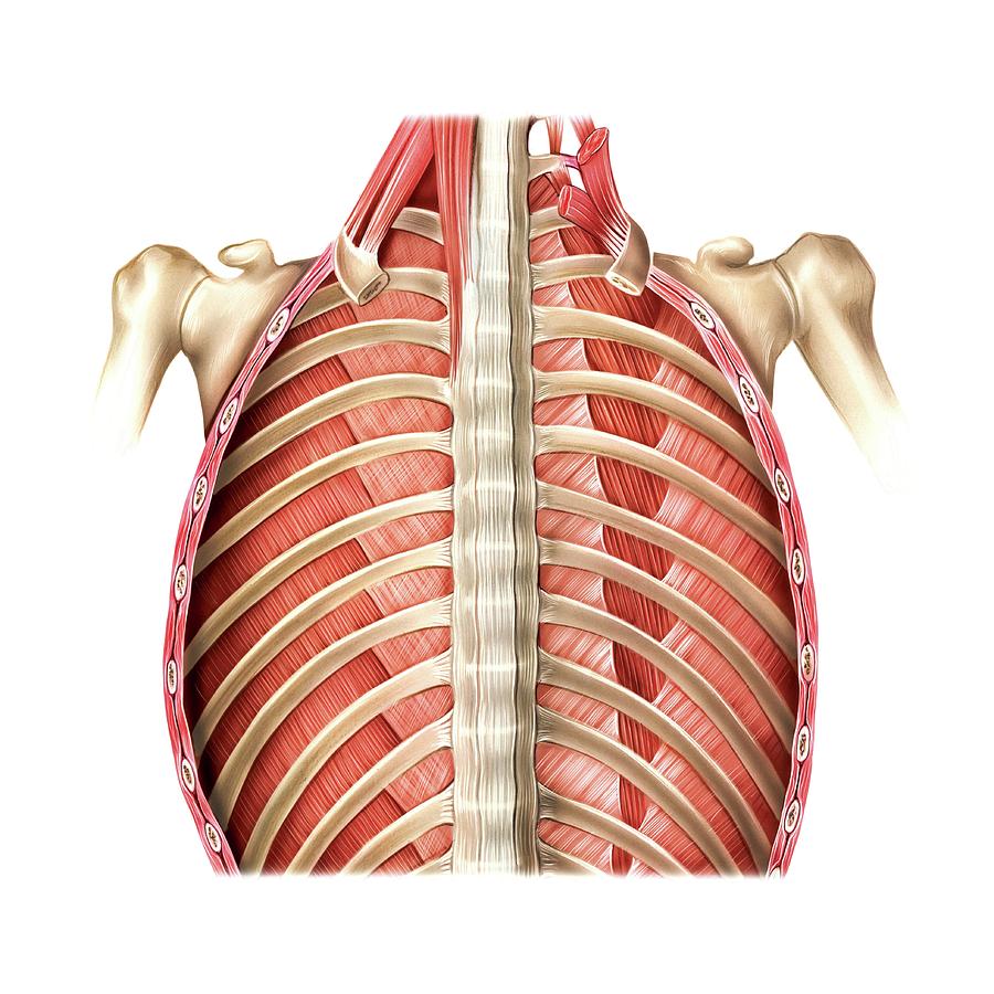 Muscles Of Posterior Thoracic Wall Photograph By Asklepios Medical My