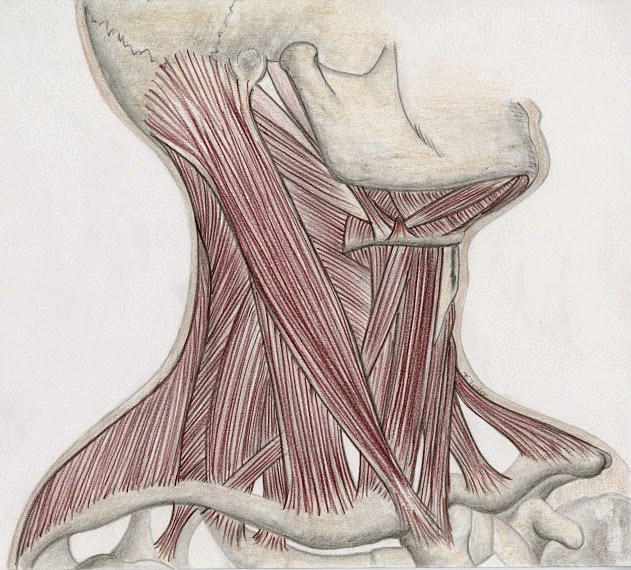 Muscles Of The Neck Drawing by Kathryn Foster
