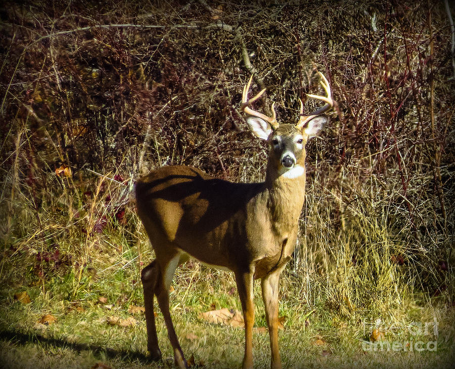  - my-biggest-buck-of-the-season-brenda-bostic