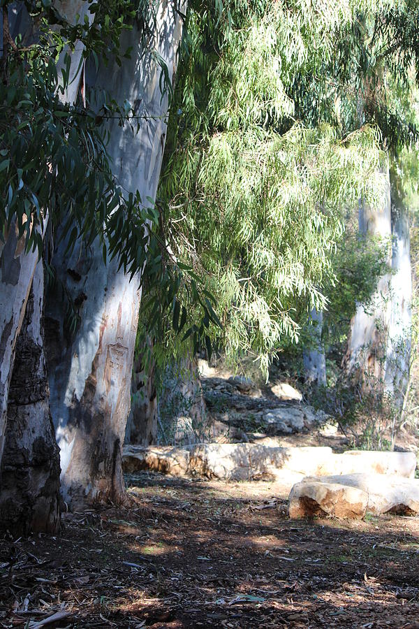  - nahal-betzet-eucalyptus-israel-anika-kanter