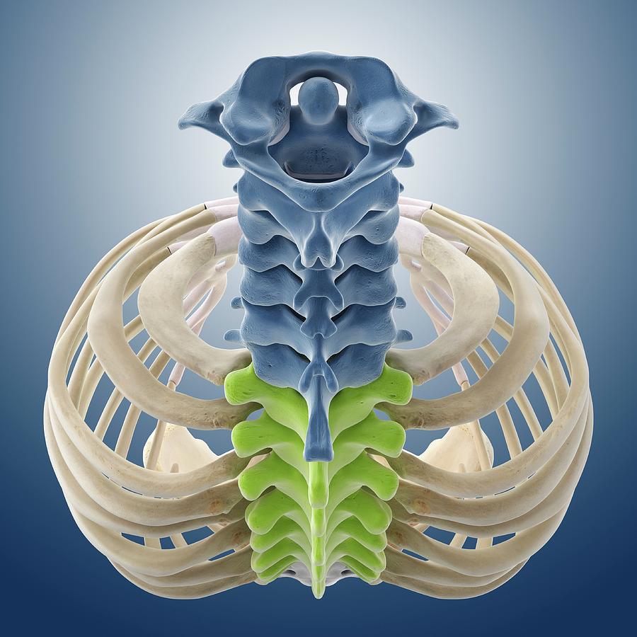 Neck And Chest Bones By Science Photo Library