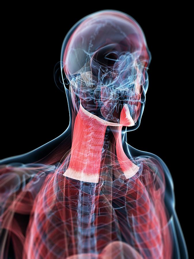 Neck Muscles Photograph By Sciepro Science Photo Library Fine Art America