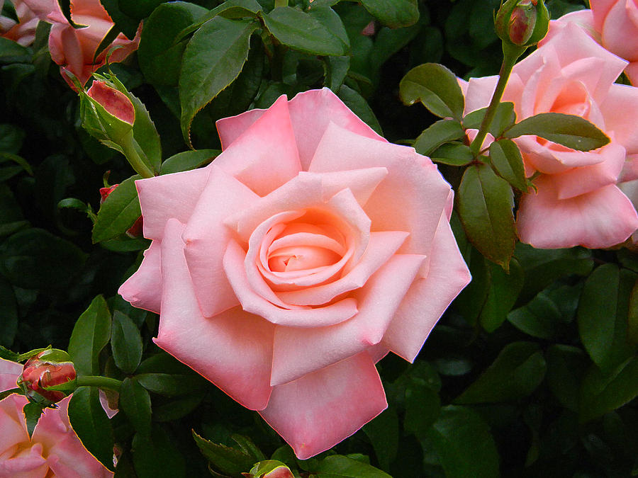 New Zealand Rose Bush Photograph