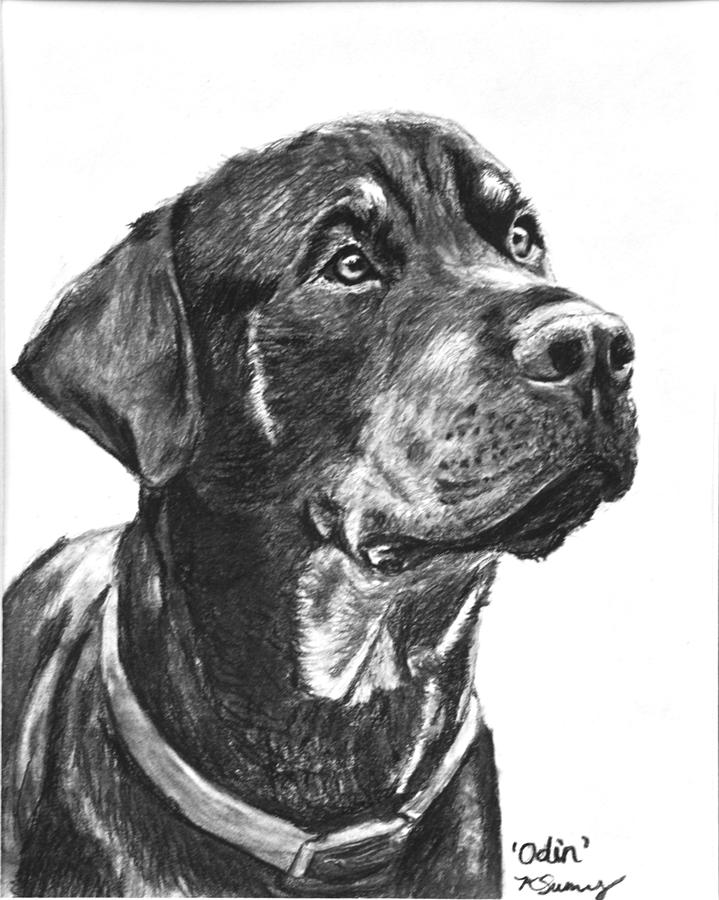 Noble Rottweiler Sketch Drawing by Kate Sumners