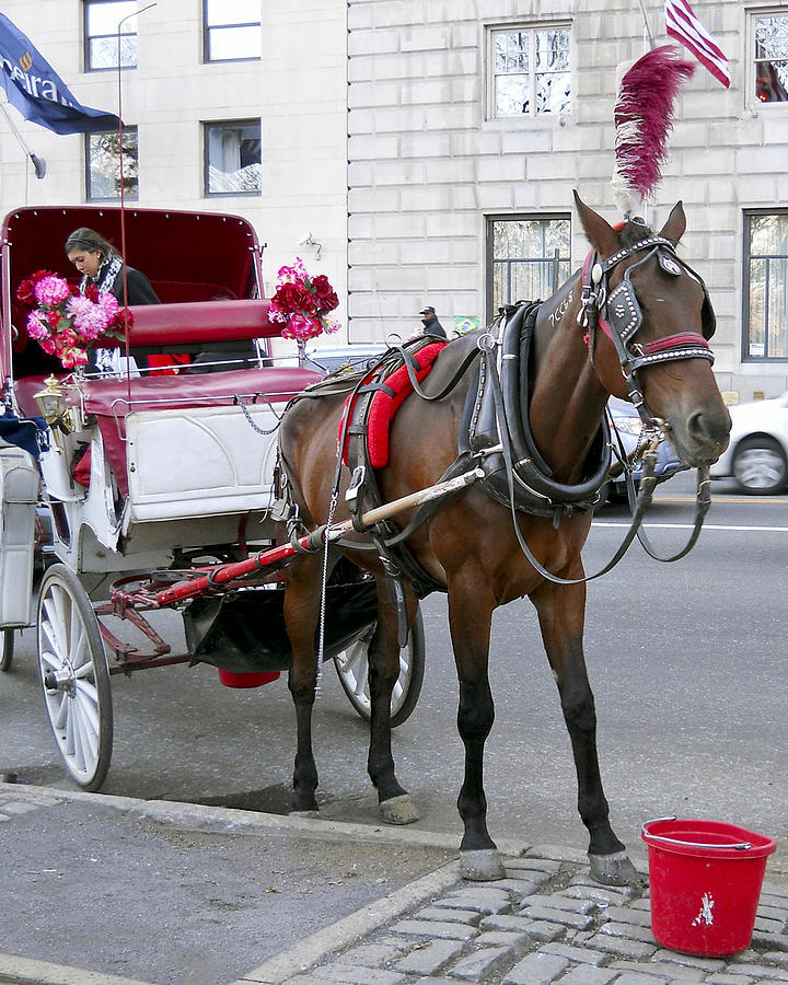  - nyc-carriage-horse-leslie-cruz