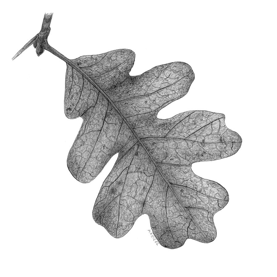 Oak Leaf Drawing by Michael Kreizel