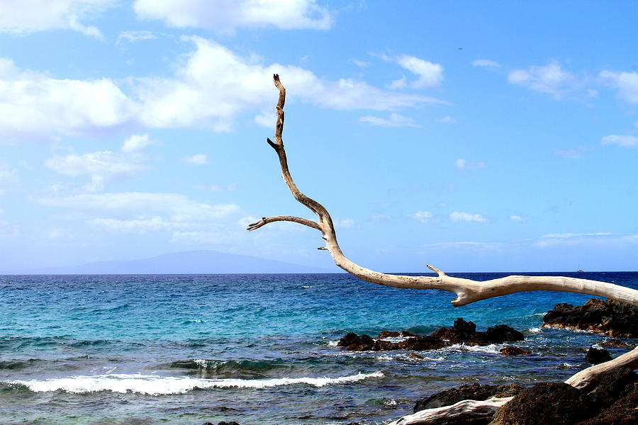  - ocean-branch-julie-kalua