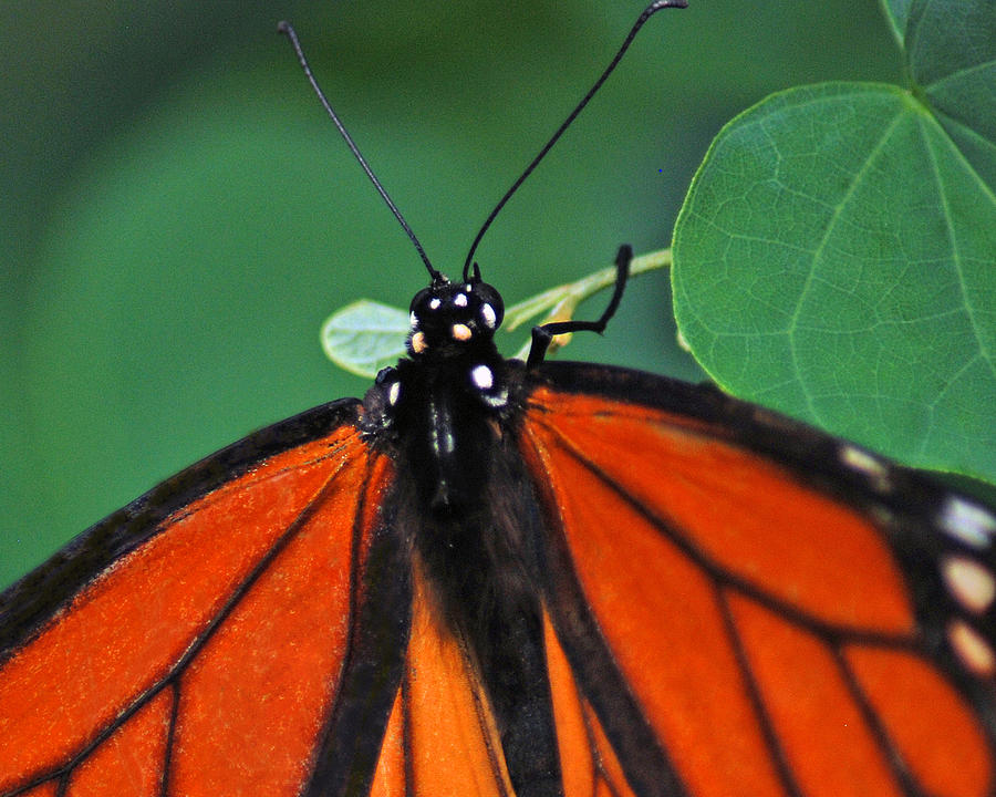  - orange-butterfly-closup-diane-bell