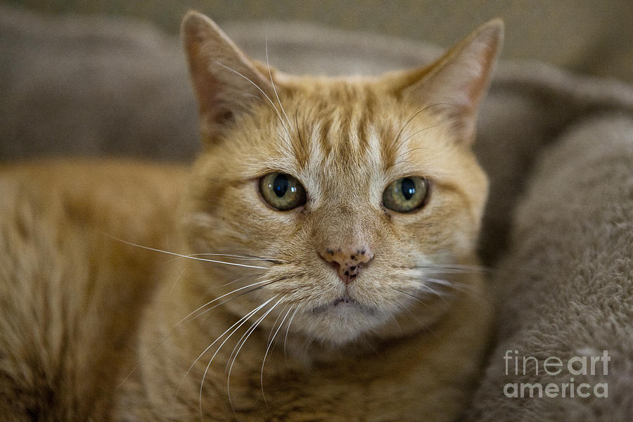 Orange Domestic Short Hair Mackrel Tabby Cat Felis Catus Photograph