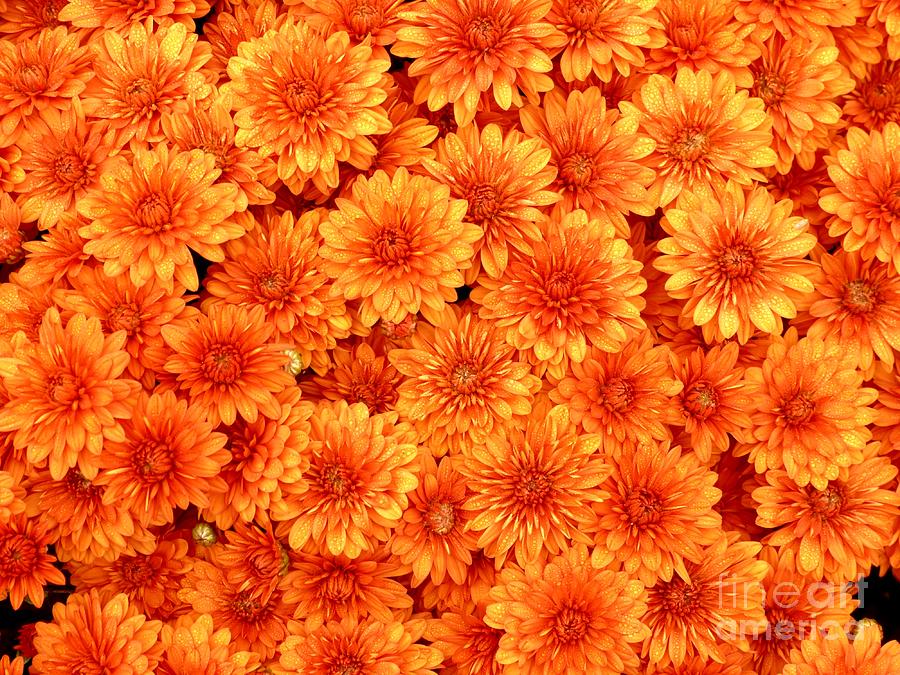 orange mums photograph by christine stack orange mums photograph by christine stack