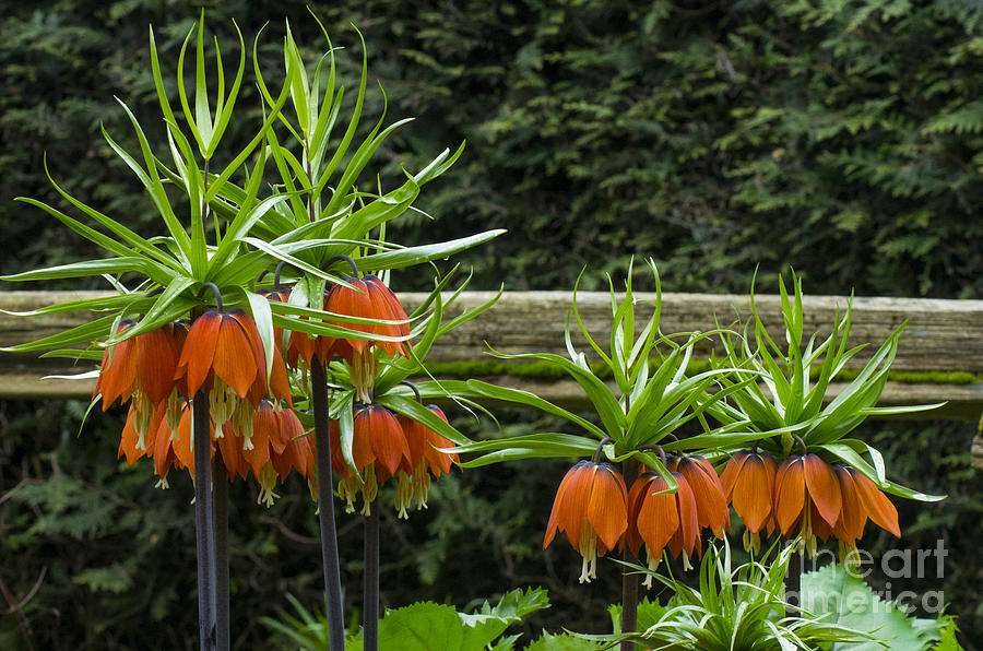 Orange Upside Down Tulips Photograph Orange Upside Down Tulips Fine