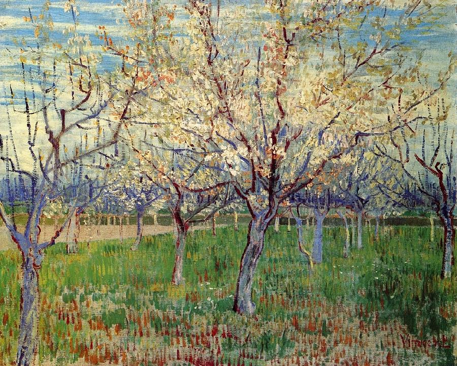 Orchard With Blossoming Trees Painting By Vincent Van Gogh Fine Art