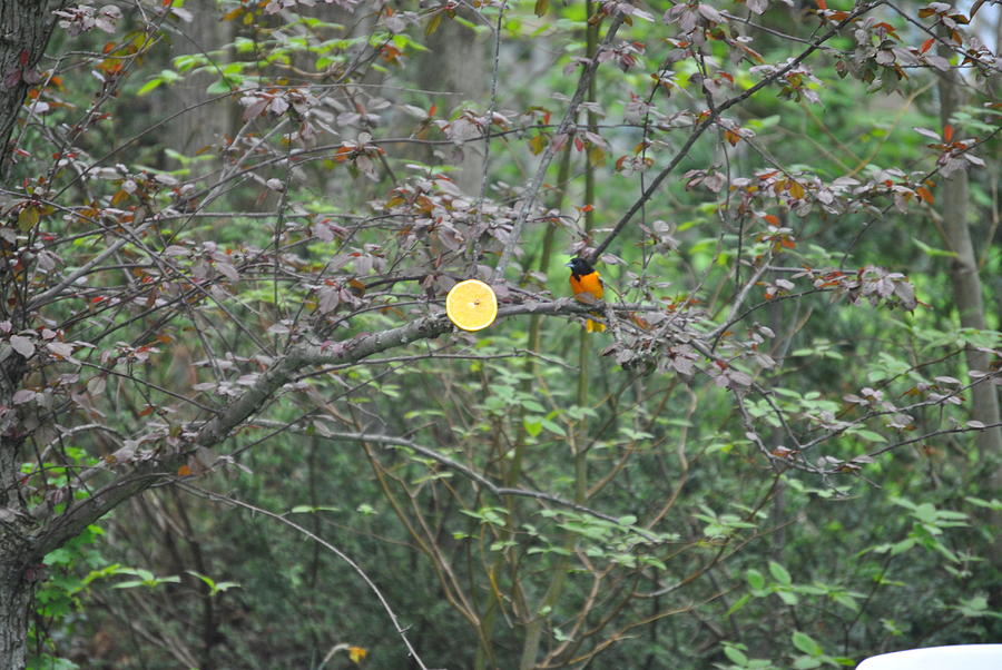 Orioles And Oranges Photograph by Lisa Young