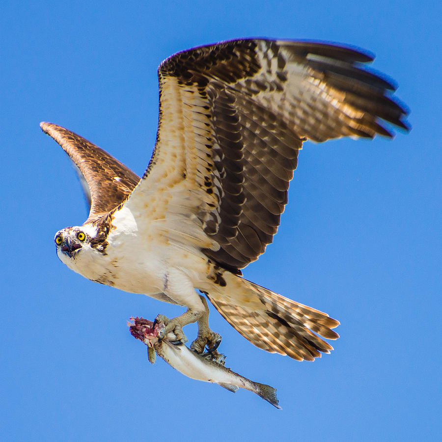 osprey with fish