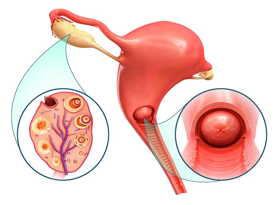 Ovarian Cycle And Cervix Photograph By Pixologicstudio Science Photo