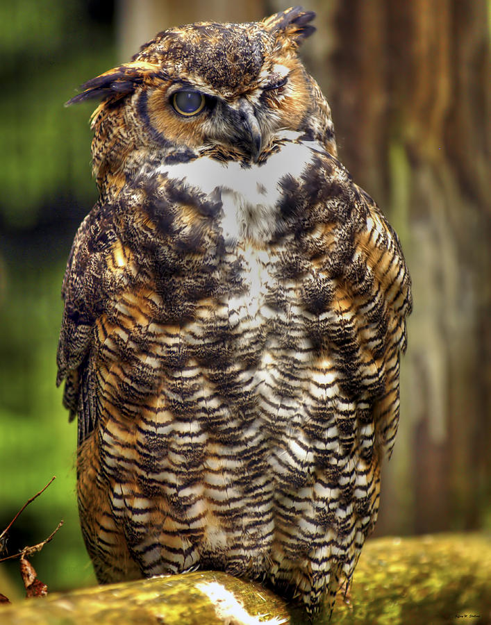 Owl Photograph By Jeff Stallard Fine Art America