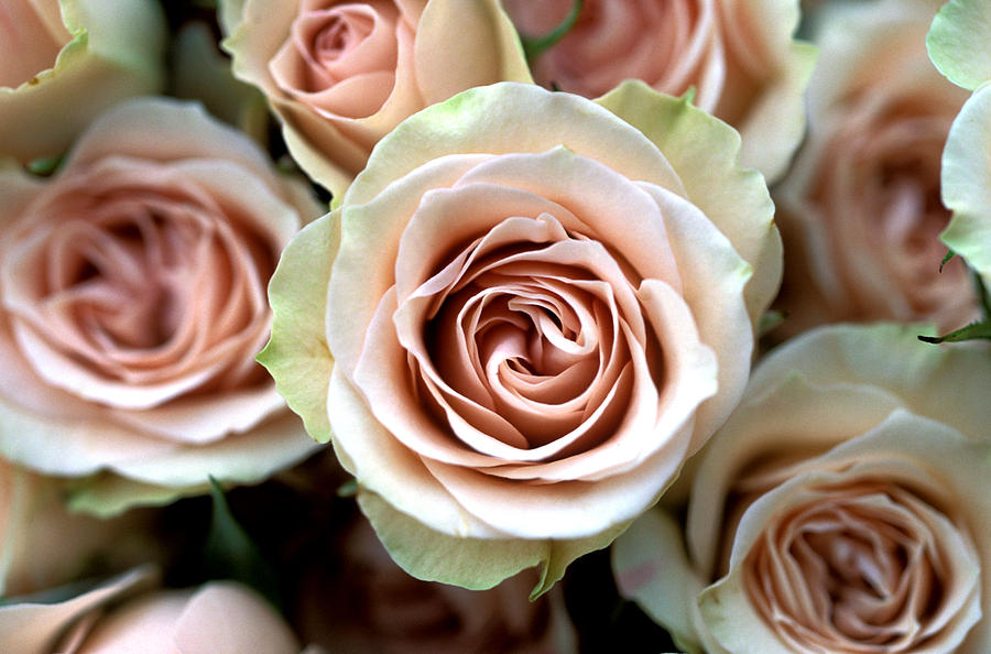 Pale Pink Roses Photograph by Kathy Yates