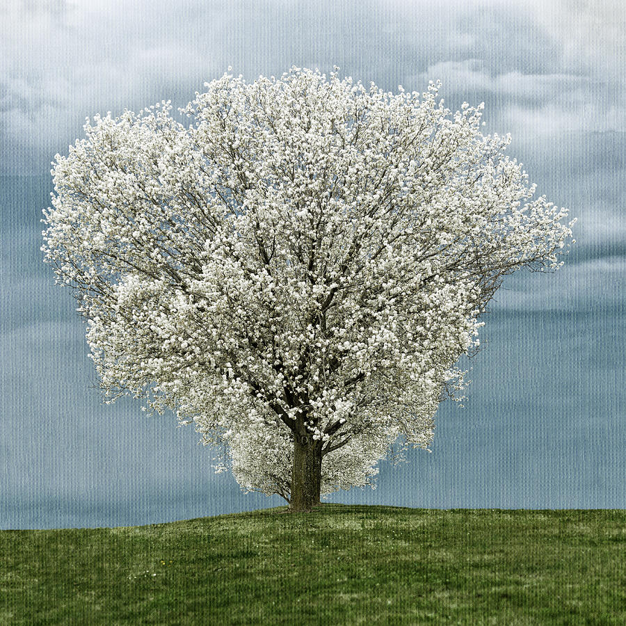 Pale White Tree On Cloudy Spring Day E83 Photograph by Wendell Franks