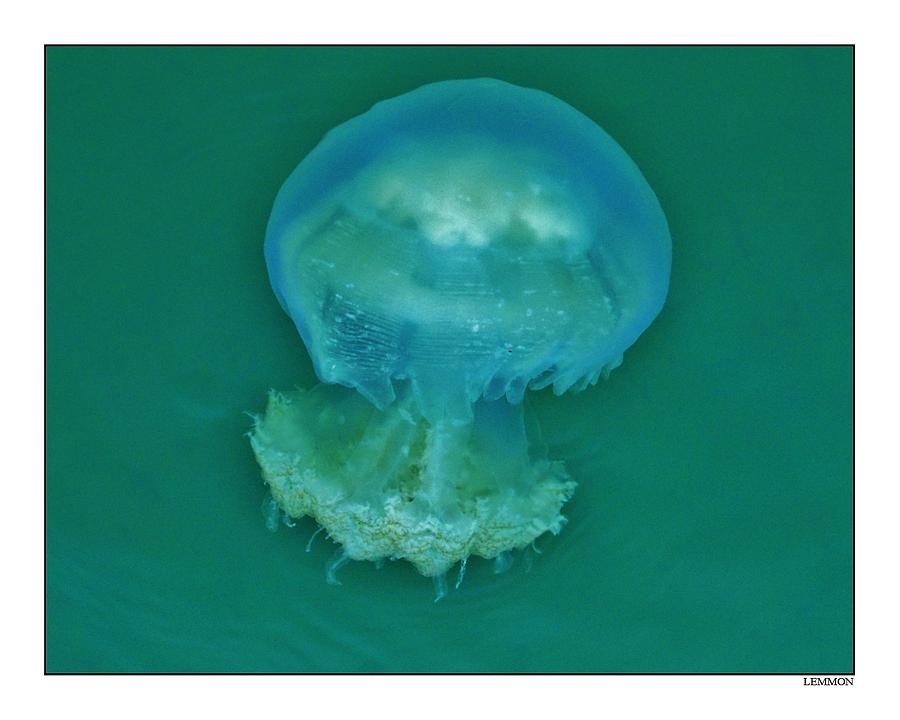 Pamlico Sound Jellyfish Photograph by Mark Lemmon