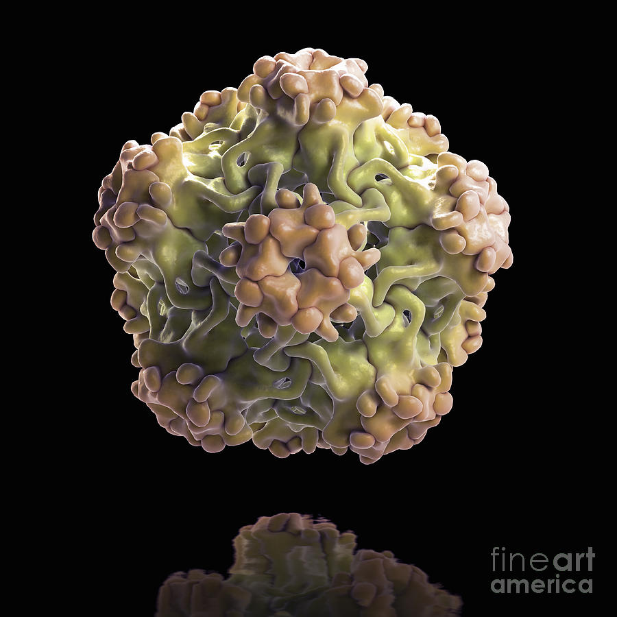 Papillomavirus Photograph By Science Picture Co Fine Art America