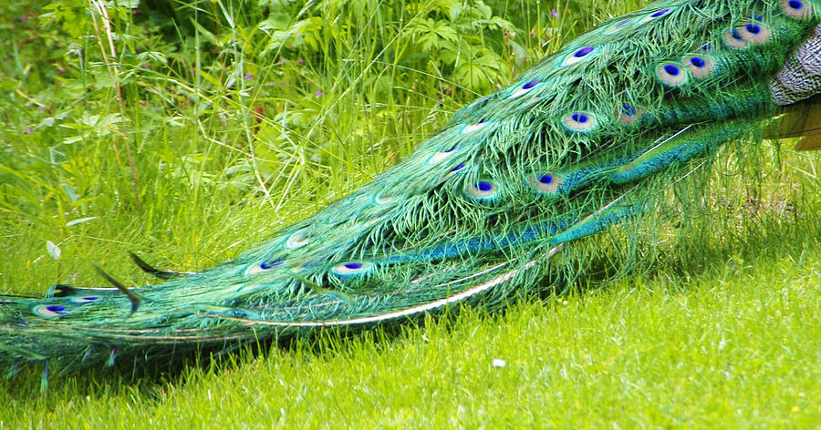 Peacock Tail Photograph by Marilyn Wilson