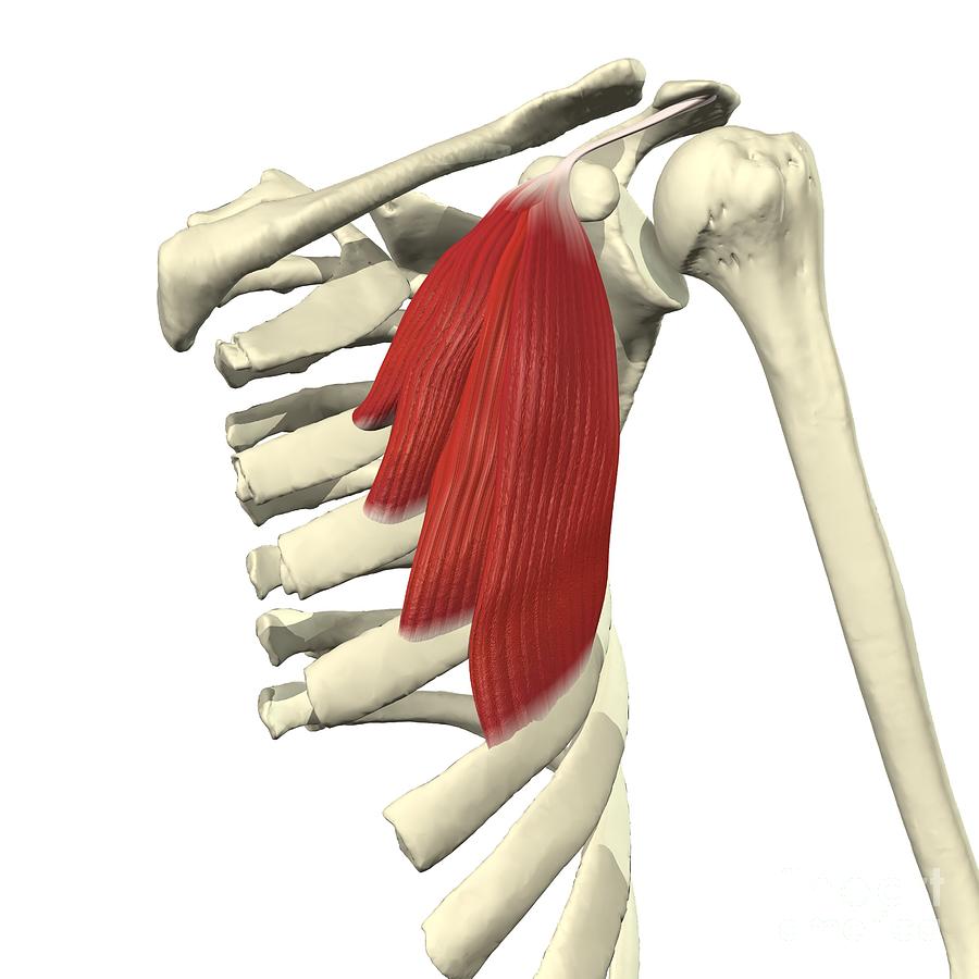 Pectoralis Minor Photograph By Medical Images Universal Images Group