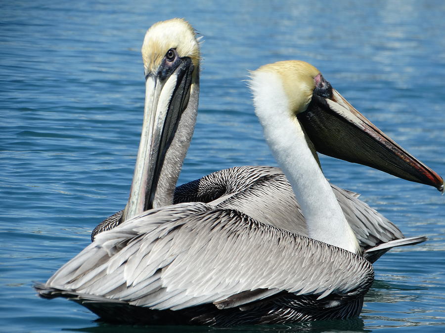  - pelicans-frederic-bonneau